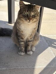 Found/Stray Unknown Cat last seen MacArthur and MacArthur Pl , Santa Ana, CA 92707