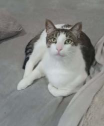 Lost Male Cat last seen South Bay Lakes Neighborhood , Gibsonton, FL 33534