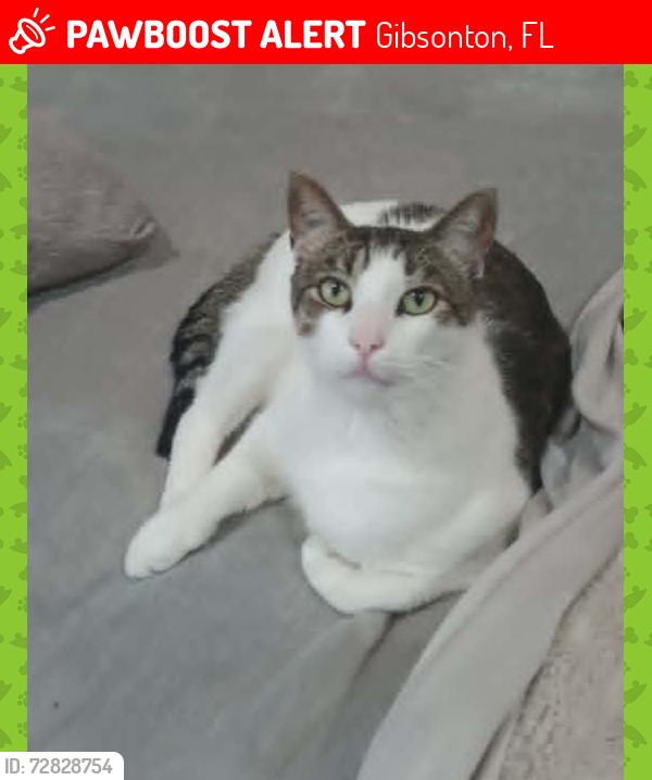 Lost Male Cat last seen South Bay Lakes Neighborhood, Gibsonton, FL 33534