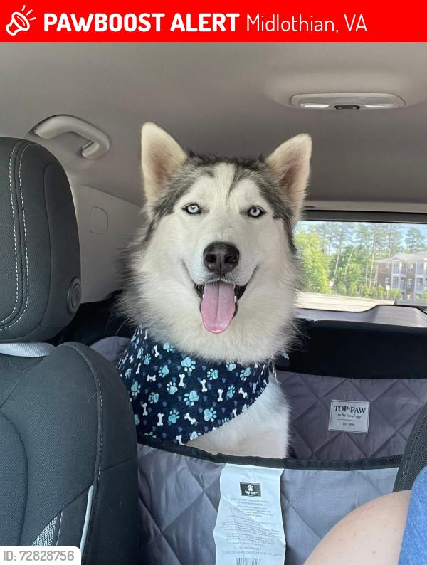 Lost Male Dog last seen Near Kingfisher Ter , Midlothian, VA 23112