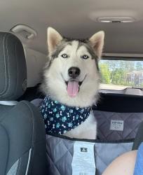 Lost Male Dog last seen Near Kingfisher Ter , Midlothian, VA 23112