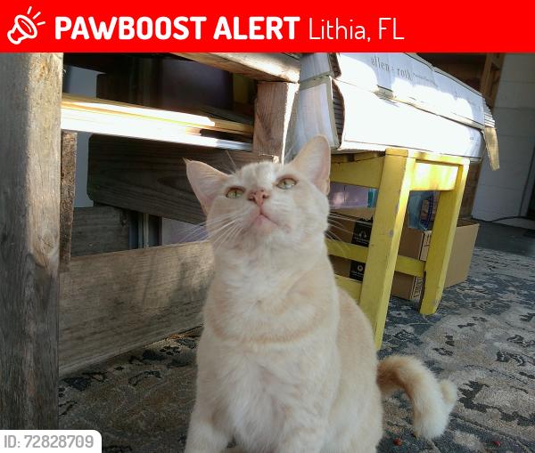 Lost Male Cat last seen Near e keysvill rd lithia FL usa , Lithia, FL 33547