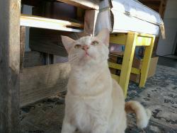 Lost Male Cat last seen Near e keysvill rd lithia FL usa , Lithia, FL 33547