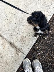 Lost Male Dog last seen Colony road Maryland , Oxon Hill, MD 20745