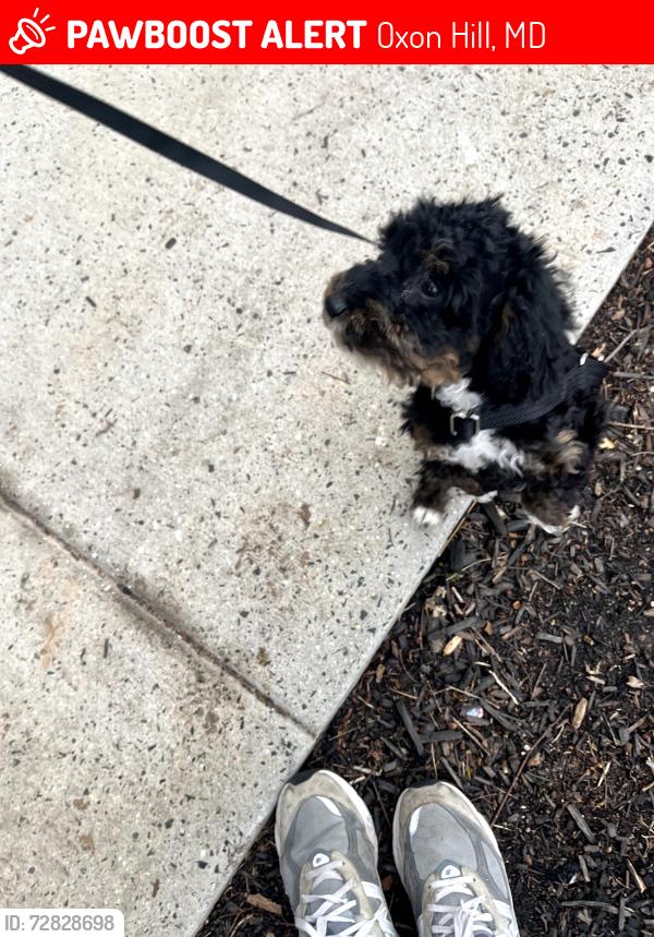 Lost Male Dog last seen Colony road Maryland , Oxon Hill, MD 20745