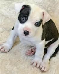 Lost Male Dog last seen 82nd st , California City, CA 93505