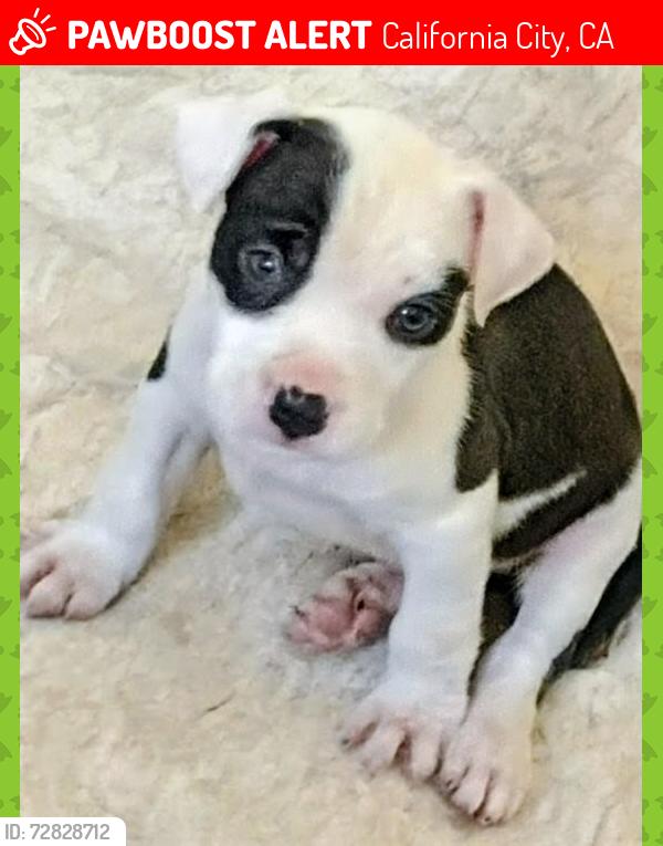 Lost Male Dog last seen 82nd st , California City, CA 93505