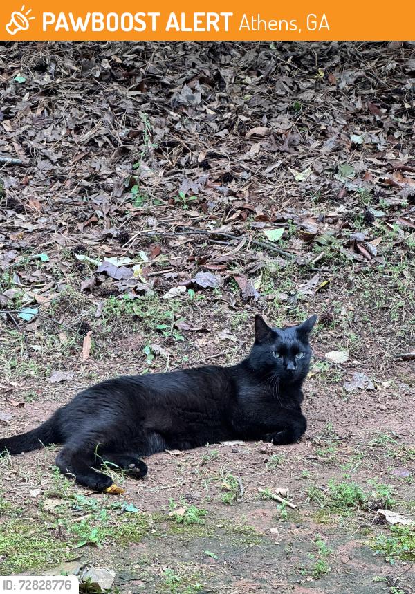 Found/Stray Unknown Cat last seen Ikon at Athens apmt complex off of Barnett shoals rd, Athens, GA 30605