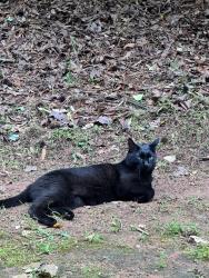 Found/Stray Unknown Cat last seen Ikon at Athens apmt complex off of Barnett shoals rd, Athens, GA 30605
