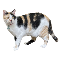Lost Female Cat last seen Duncannon or Bonnington Court and D'Youville Ln, Brookhaven, GA 30341