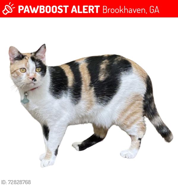 Lost Female Cat last seen Duncannon or Bonnington Court and D'Youville Ln, Brookhaven, GA 30341