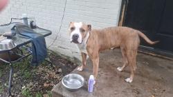 Found/Stray Female Dog last seen St Augustine Rd, Dallas, TX 75217