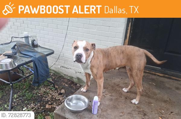 Found/Stray Female Dog last seen St Augustine Rd, Dallas, TX 75217