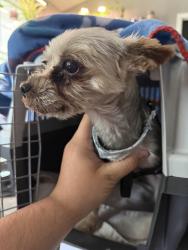 Lost Male Dog last seen Pin cone st, Cantonment, FL 32533