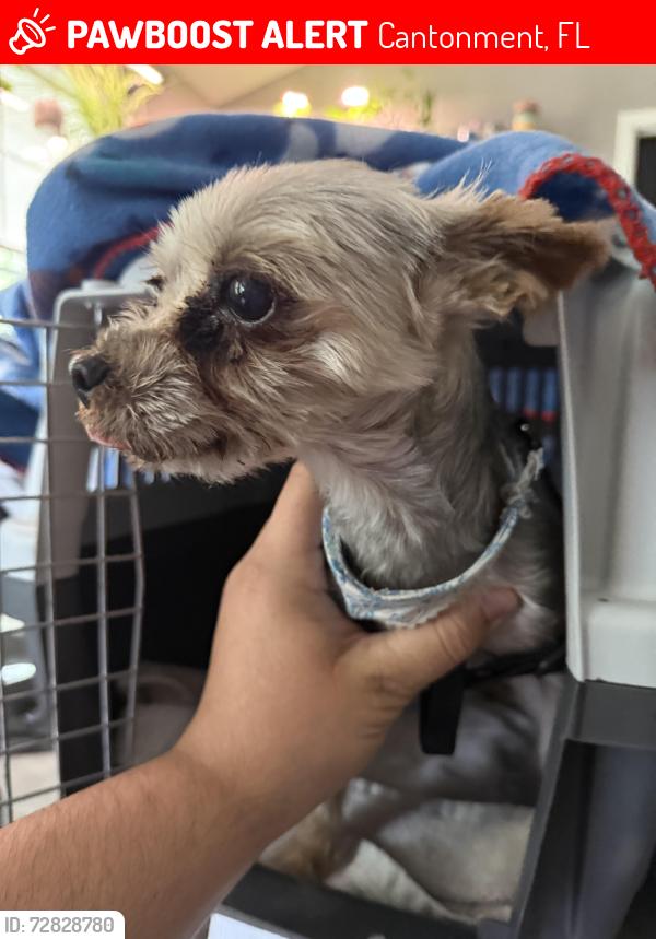 Lost Male Dog last seen Pin cone st, Cantonment, FL 32533