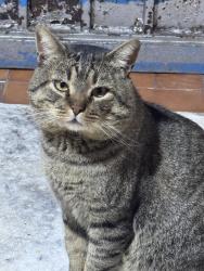 Lost Male Cat last seen Calle poniente 16 y Soto y Gama, Valle de Chalco Solidaridad, Méx. 56619