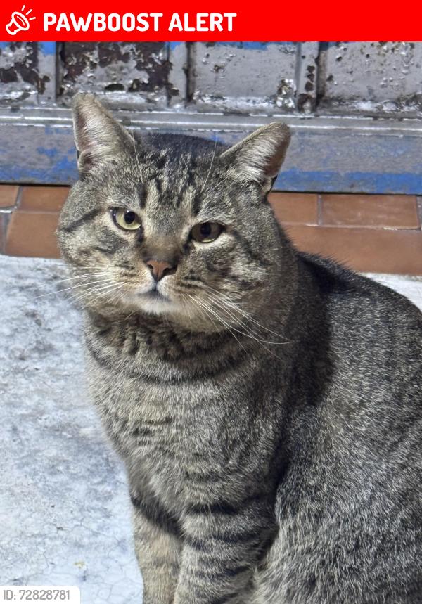 Lost Male Cat last seen Calle poniente 16 y Soto y Gama, Valle de Chalco Solidaridad, Méx. 56619
