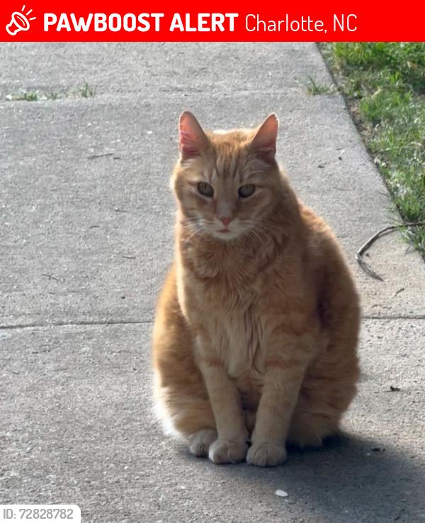 Lost Male Cat last seen Sharon Lakes Road, Charlotte, NC 28210