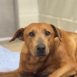 Shelter Stray Female Dog last seen Near White Rock, Rancho Cordova, CA, Sacramento, CA 95828