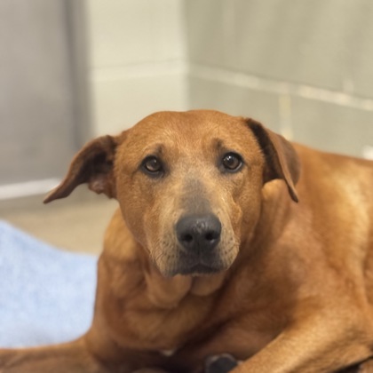 Shelter Stray Female Dog last seen Near White Rock, Rancho Cordova, CA, Sacramento, CA 95828