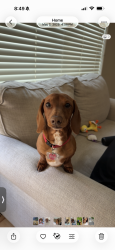 Lost Male Dog last seen 282nd , Gresham, OR 97080