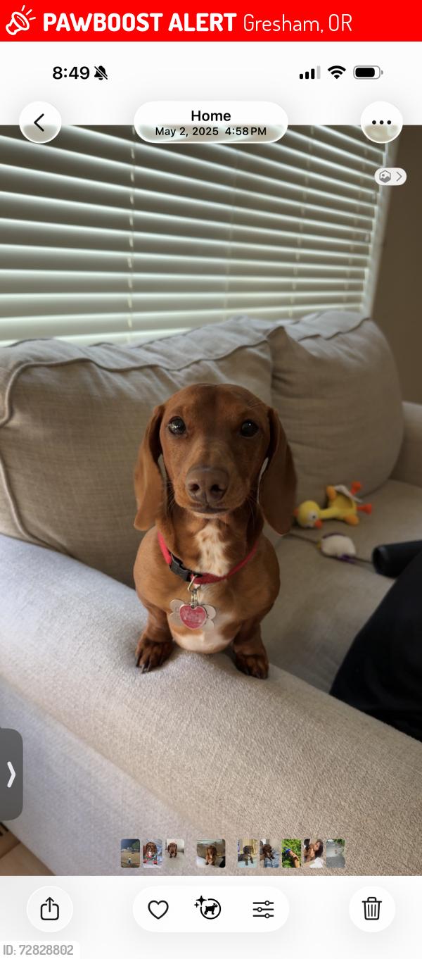 Lost Male Dog last seen 282nd , Gresham, OR 97080