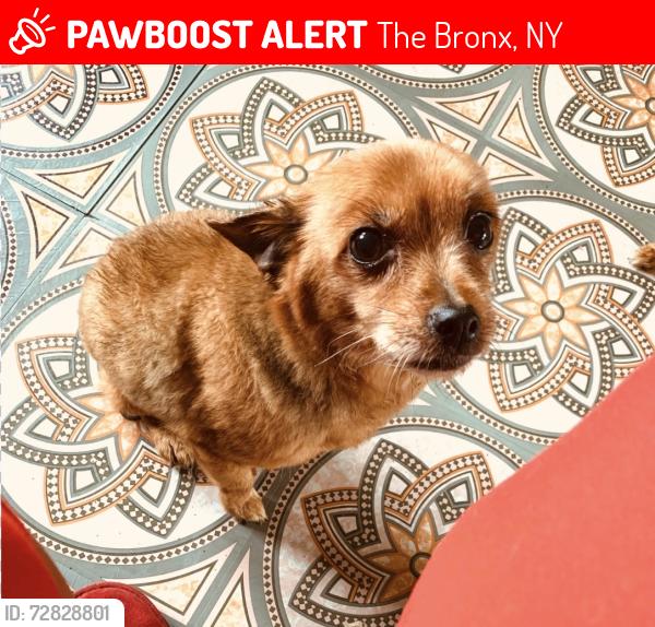 Lost Female Cat last seen In front of building , The Bronx, NY 10473