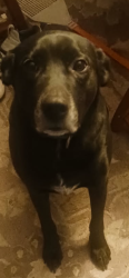 Lost Male Dog last seen Patricia , Lake Grove, NY 11755