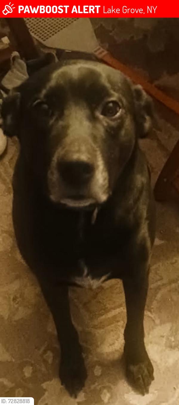 Lost Male Dog last seen Patricia , Lake Grove, NY 11755