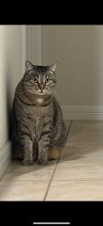 Reunited Female Cat last seen Tohoqua, Kissimmee, FL 34744