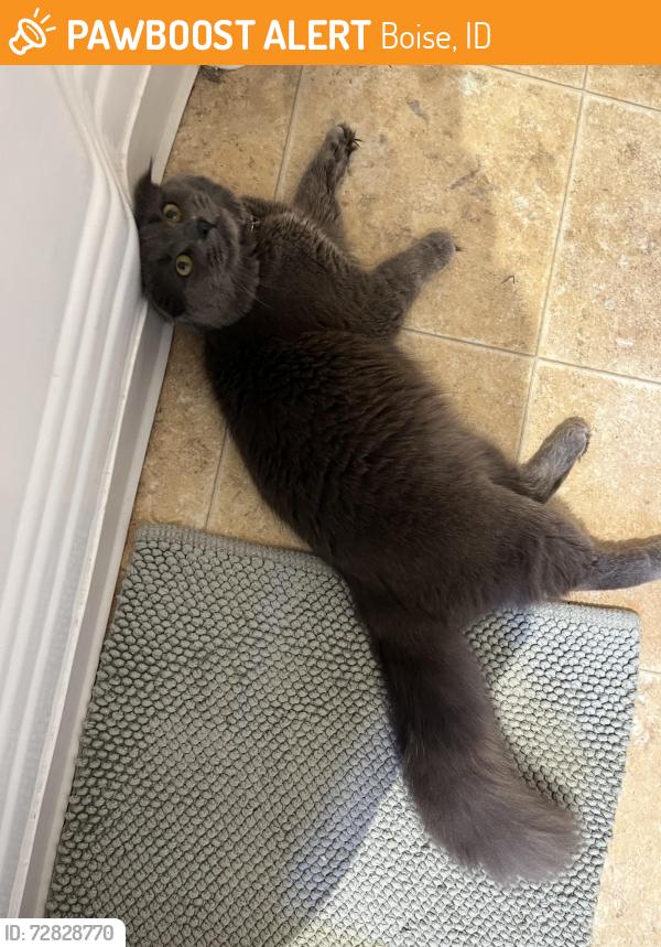 Found/Stray Unknown Cat last seen S Station on Whitewater and State, Boise, ID 83703