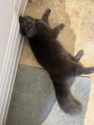 Found/Stray Unknown Cat last seen S Station on Whitewater and State, Boise, ID 83703