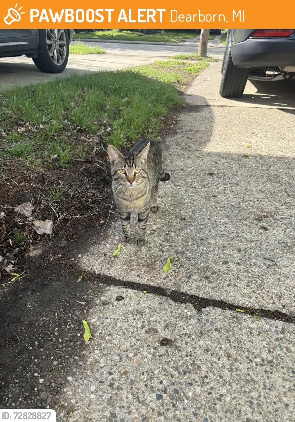 Found/Stray Male Cat last seen Telegraph Carlysle , Dearborn, MI 48124
