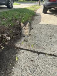 Found/Stray Male Cat last seen Telegraph Carlysle , Dearborn, MI 48124