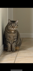 Lost Female Cat last seen Kindred & tohoqua area, Kissimmee, FL 34744
