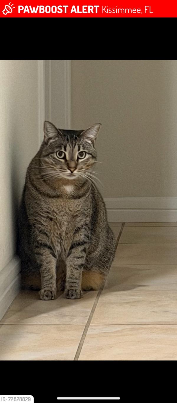 Lost Female Cat last seen Kindred & tohoqua area, Kissimmee, FL 34744