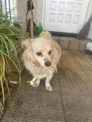 Found/Stray Male Dog last seen Valleybrink and sunnynook in Atwater village , Los Angeles, CA 90039