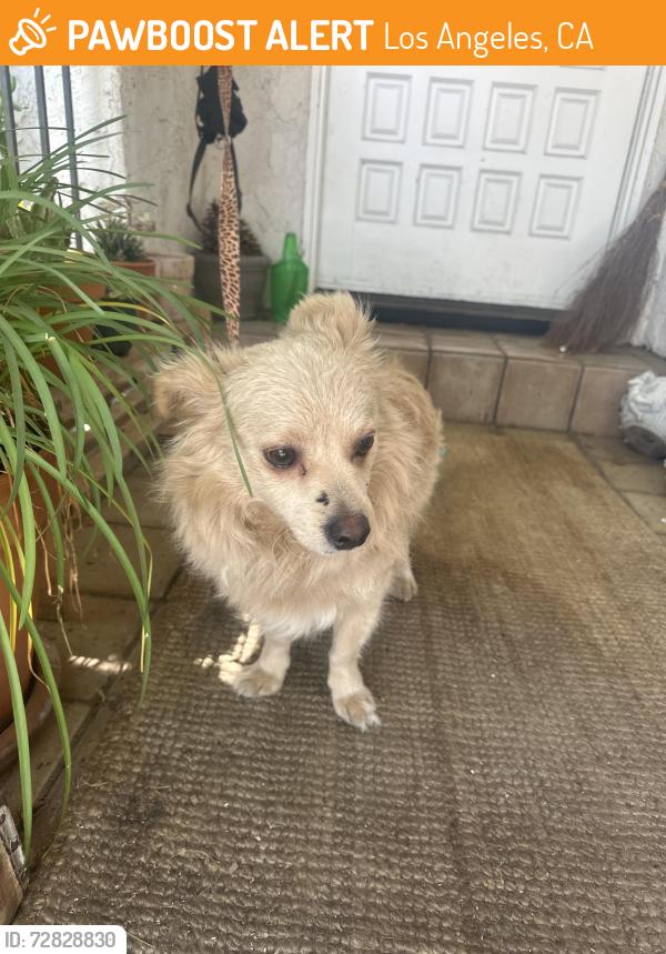 Found/Stray Male Dog last seen Valleybrink and sunnynook in Atwater village , Los Angeles, CA 90039