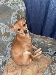 Lost Male Dog last seen Waukegan rd , Conroe, TX 77306