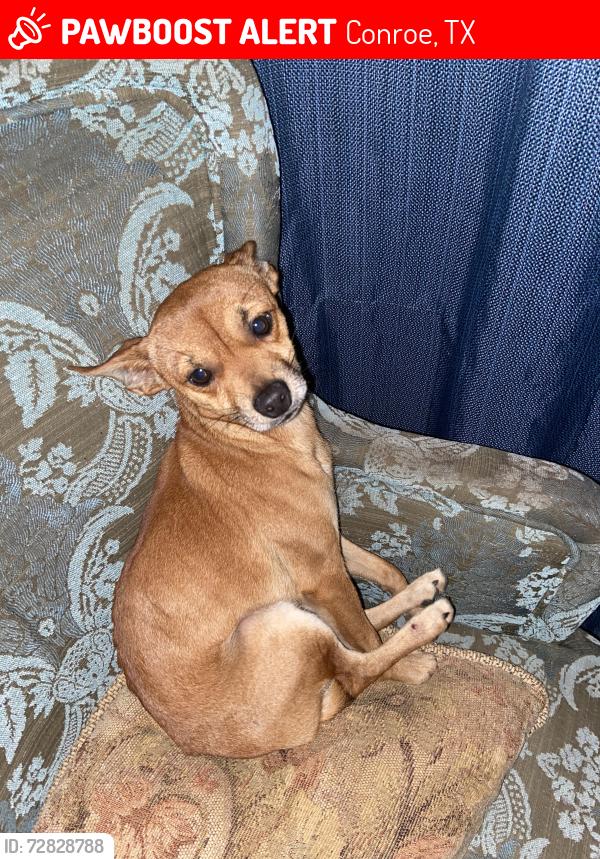 Lost Male Dog last seen Waukegan rd , Conroe, TX 77306