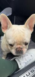 Found/Stray Unknown Dog last seen Castleberry Lane Buford , Buford, GA 30518