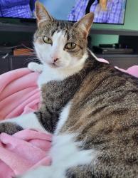 Lost Male Cat last seen Pensford Road , West Midlands, England B31 3AG