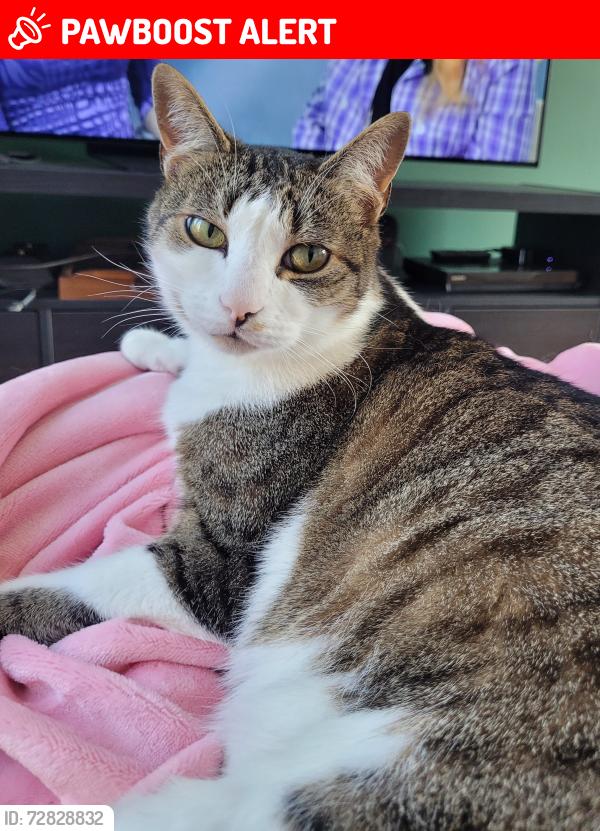 Lost Male Cat last seen Pensford Road , West Midlands, England B31 3AG