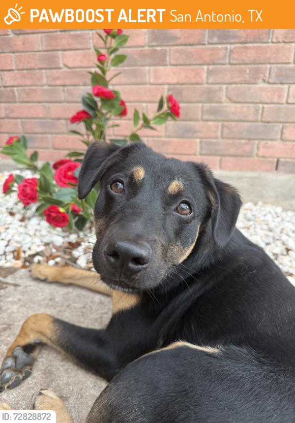 Found/Stray Male Dog last seen Huebner & Eckhert area, San Antonio, TX 78240