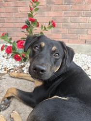 Found/Stray Male Dog last seen Huebner & Eckhert area, San Antonio, TX 78240