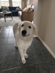 Found/Stray Female Dog last seen Wagley Roberts, watersbend neighborhood , Fort Worth, TX 76131