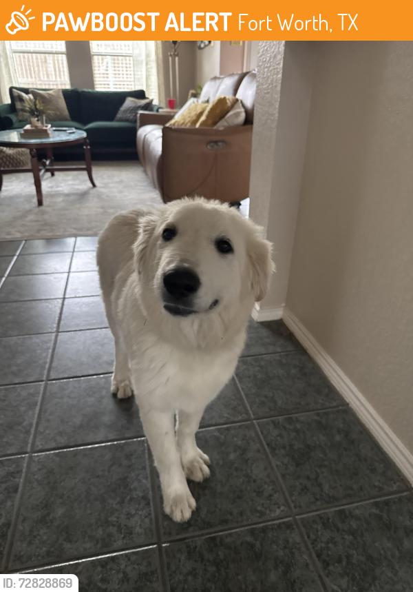 Found/Stray Female Dog last seen Wagley Roberts, watersbend neighborhood , Fort Worth, TX 76131