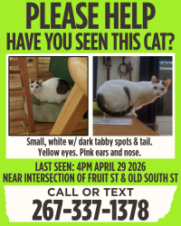 Lost Female Cat last seen Fruit Street and Old South Street; or, Fruit Street approximately behind Paradise Copies, Northampton, MA 01060