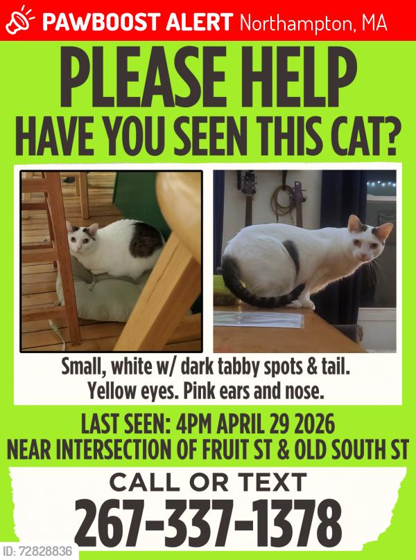 Lost Female Cat last seen Fruit Street and Old South Street; or, Fruit Street approximately behind Paradise Copies, Northampton, MA 01060