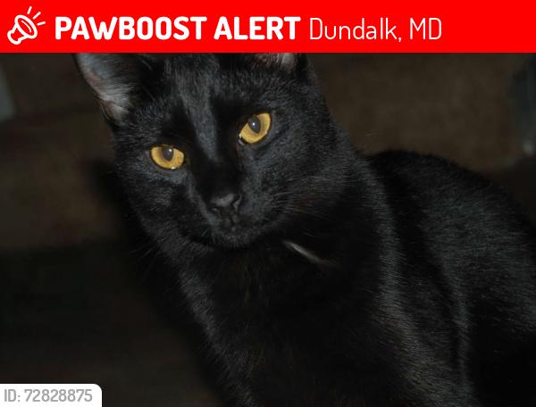 Lost Female Cat last seen Lynch , Dundalk, MD 21222